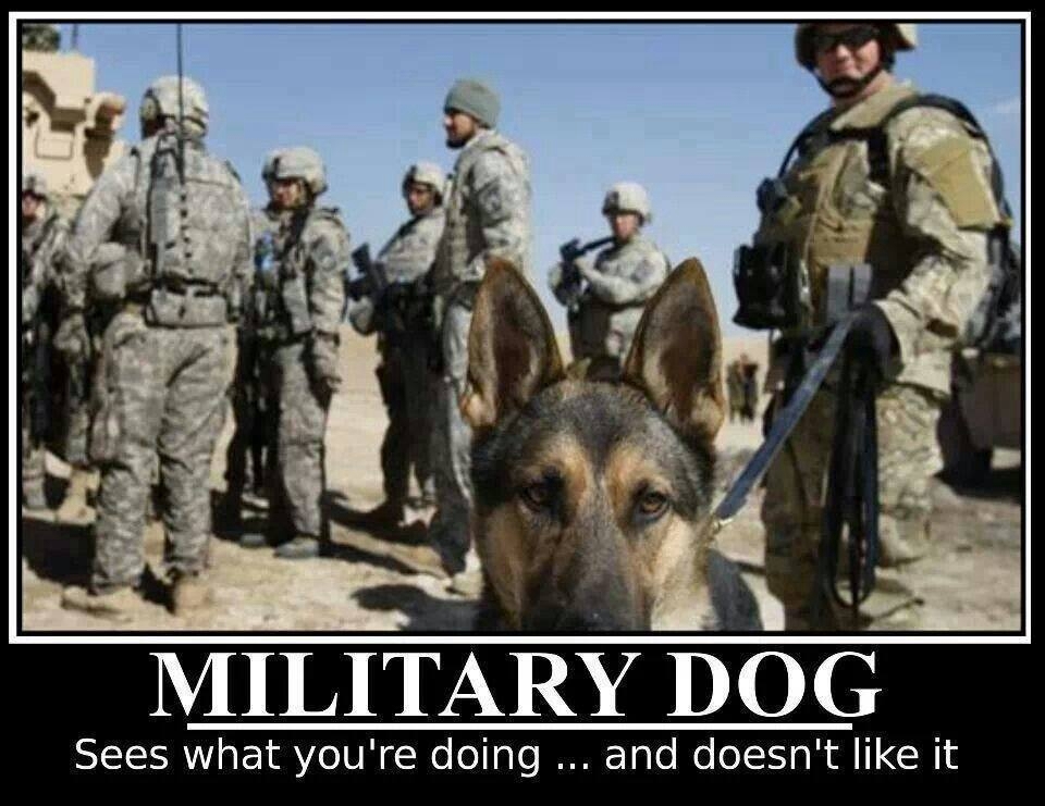 MilitaryDog