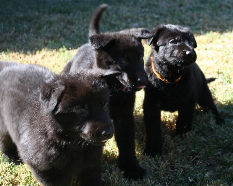 German Danes