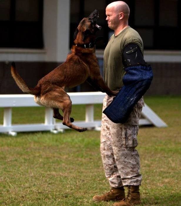 11 steps to turning a puppy into a badass military working dog